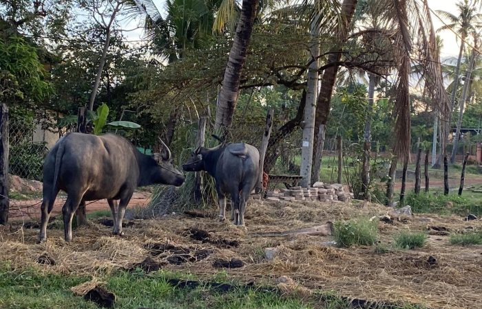 Country-Side-Activities